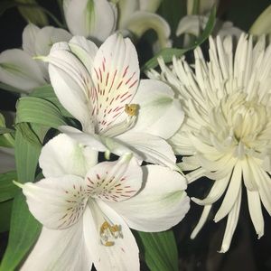 Meet your Posher, Bernice